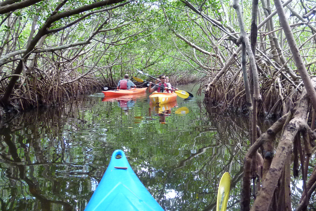 Kayaking St. Pete